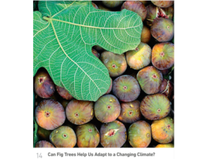 AramcoWorld: Can Fig Trees Help Us Adapt to a Changing Climate?